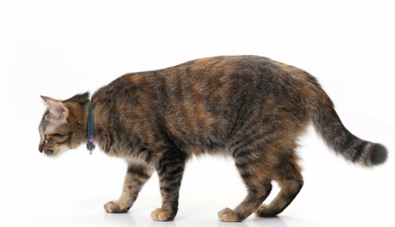 Größe katze alter gewicht Kitten Gewichtstabelle